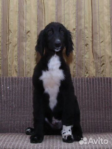 Собака Тайган купить на Зозу.ру - фотография № 9