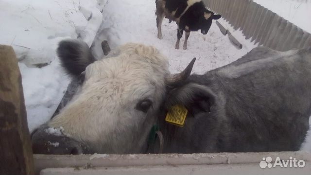 Продам корову стельную купить на Зозу.ру - фотография № 2