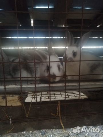 Кролики, индюшки купить на Зозу.ру - фотография № 2
