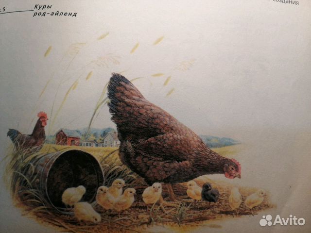 Продам яичных цыплят Род Айленд купить на Зозу.ру - фотография № 2