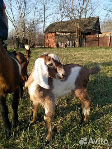 Англо-нубийские козлята,козы дойные купить на Зозу.ру - фотография № 5