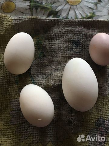 Яйцо гусиное, яйцо индоутки(шипуны) купить на Зозу.ру - фотография № 2
