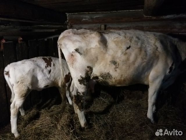 Продам корову с телёнком купить на Зозу.ру - фотография № 2