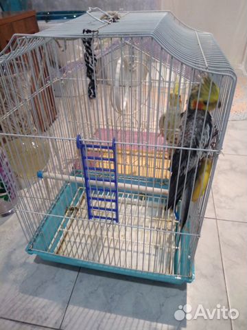 Продаются попугаи Корелла (мальчик и девочка) купить на Зозу.ру - фотография № 3