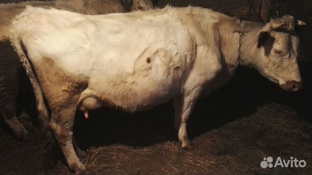 Две дойных коровы купить на Зозу.ру - фотография № 2