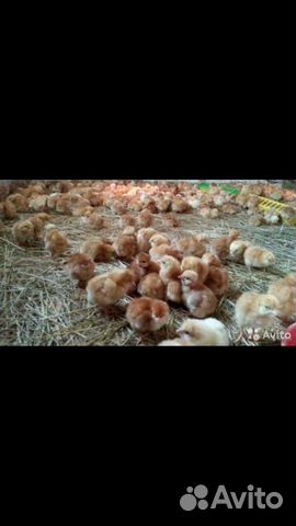 Цыплята несушки Ломан Браун купить на Зозу.ру - фотография № 1