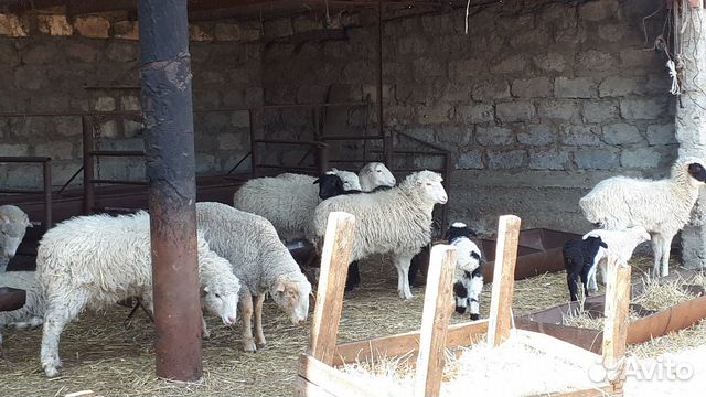 Продам откормленых овец купить на Зозу.ру - фотография № 2