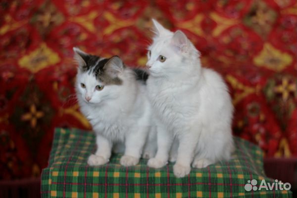 Котята к добрые руки купить на Зозу.ру - фотография № 1