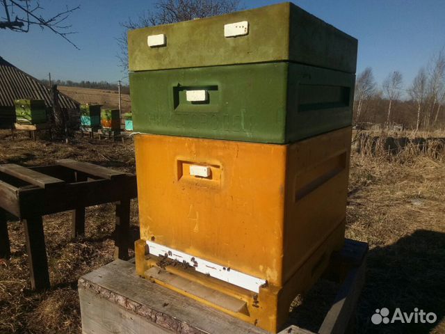 Ульи, пчелы купить на Зозу.ру - фотография № 9