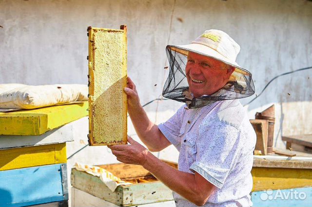 Пчелосемьи (очень сильные) купить на Зозу.ру - фотография № 1