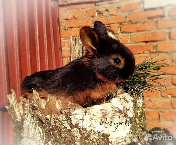 Декоративные кролики окраса "чёрно-огненный" купить на Зозу.ру - фотография № 2