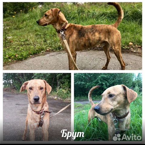 Брут. Брутальный собакен в добрые руки
