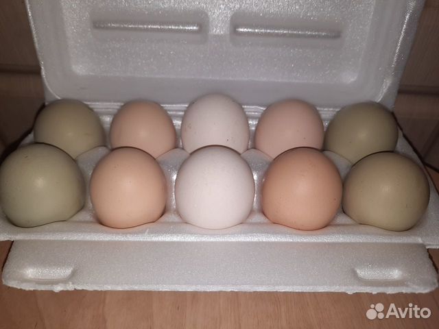 Цыплята цветное яйцо купить на Зозу.ру - фотография № 4