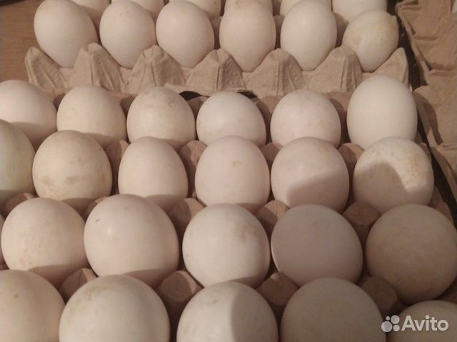 Продаются утиные яйца на инкубацию купить на Зозу.ру - фотография № 1