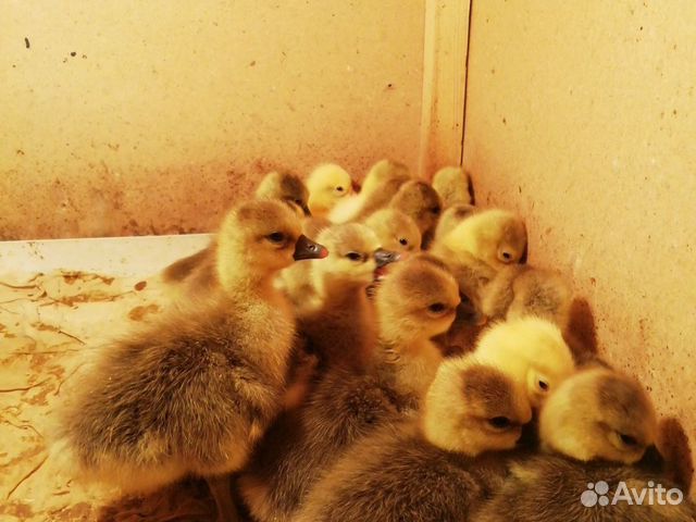 Продаём цыплят гусят купить на Зозу.ру - фотография № 1