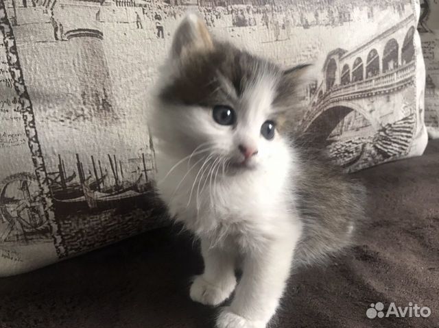 Котята 1 месяц купить на Зозу.ру - фотография № 2