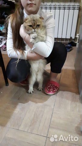 Вязка Шотландская золотая шиншила