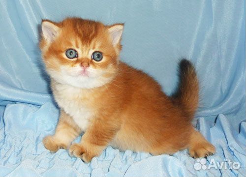 Британские золотые шиншиллы Британские золотые шиншиллы