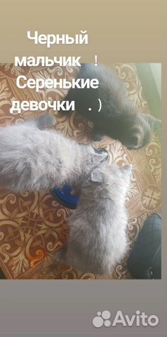 Котята отдам в надёжные руки купить на Зозу.ру - фотография № 4