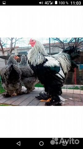 Цыплята брама