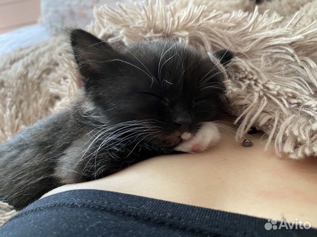 Котёнок Котёнок