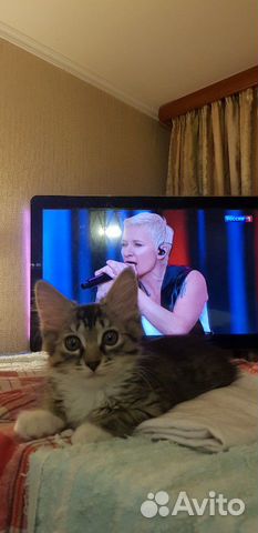 Котенок 2мес девочка привита