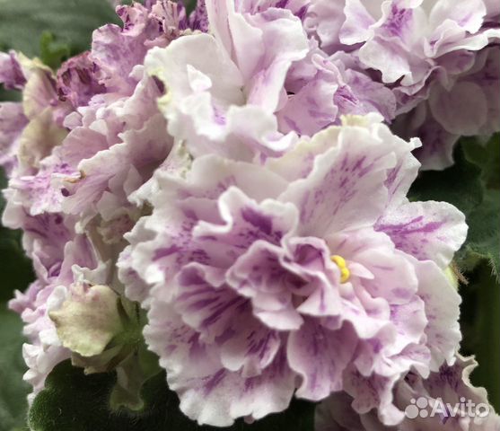 Сортовая фиалка Сортовая фиалка