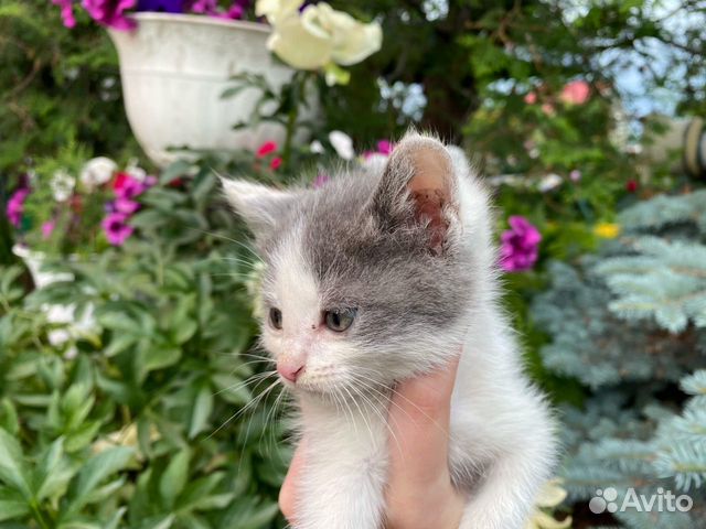 Котята в добрые руки Котята в добрые руки