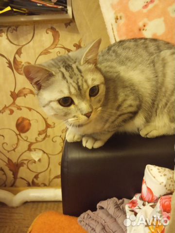 Котенок британский в добрые руки Котенок британский в добрые руки