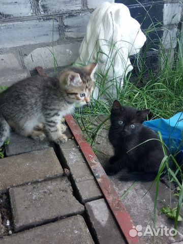 Котята в добрые руки Котята в добрые руки