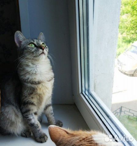 Кошка-подросток в добрые руки