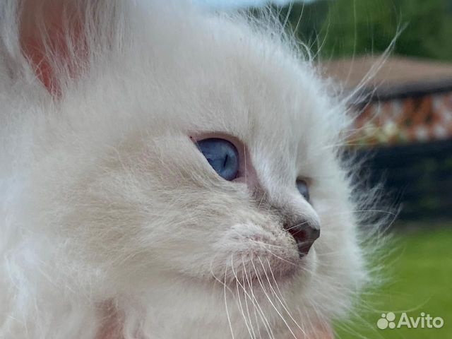 Котята Невские Маскарадные Котята Невские Маскарадные