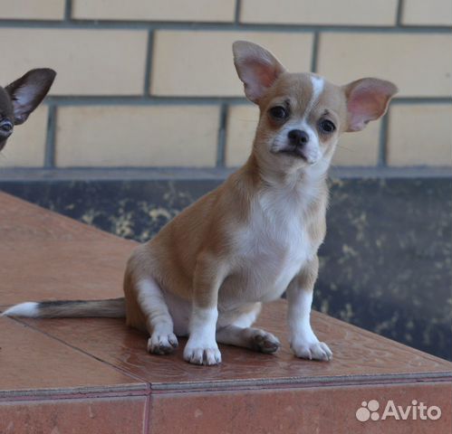 Голубопалевая девочка чихуахуа Голубопалевая девочка чихуахуа