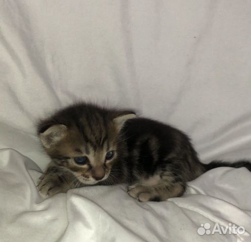 Котята Котята