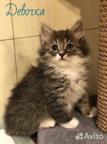 Котенок девочка 2 мес Котенок девочка 2 мес
