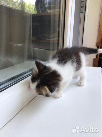 Котёнок Котёнок