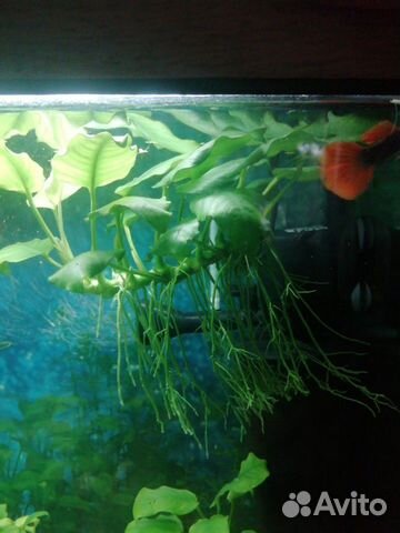 Анубиас средний