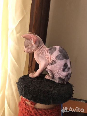 Котята канадского сфинкса