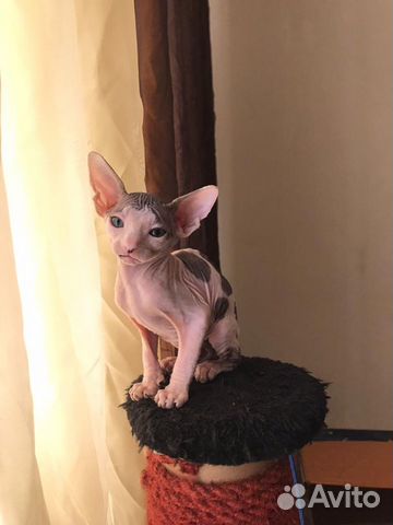 Котята канадского сфинкса