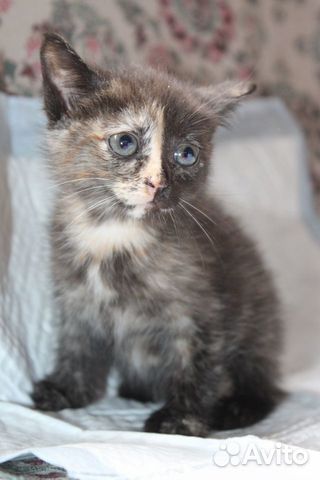 Отдается котенок девочка в добрые руки Отдается котенок девочка в добрые руки