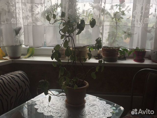 Флорариум Флорариум