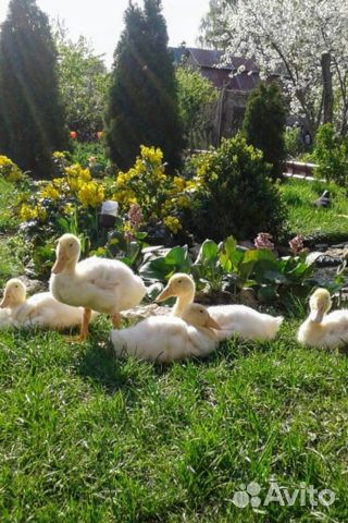 Утка, гусь, разные породы разные возраста