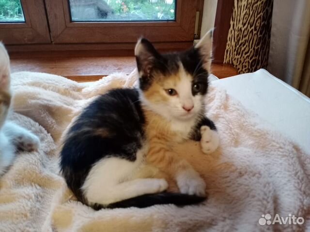 Котёнок девочка Котёнок девочка