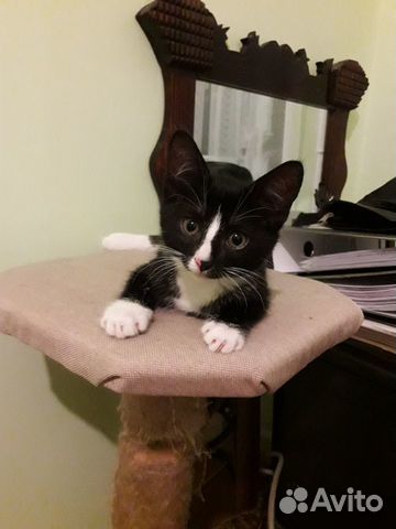 Котята