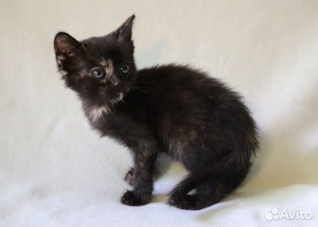 Черепаховый котёнок в дар Черепаховый котёнок в дар