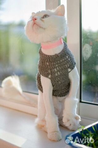 Ошейник от блох