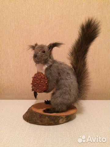 Чучело Белки