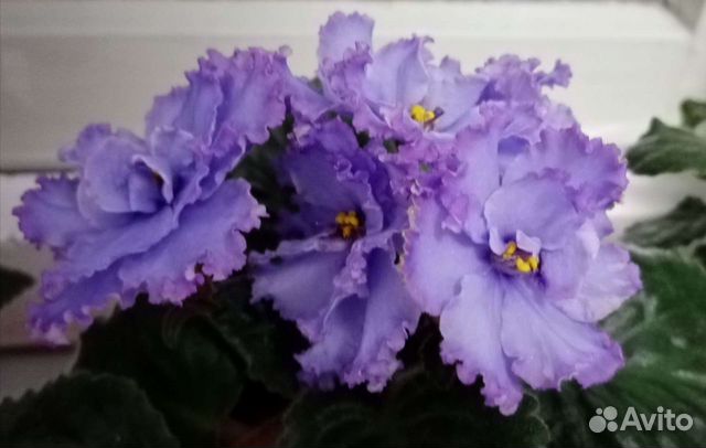 Фиалка Blue dragon