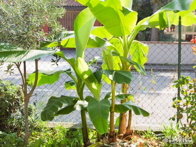 Банан (musa) саженцы разных размеров от 50 см до5м