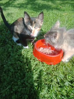 Котята для счастья